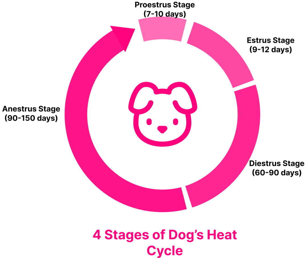 4 stages of dog's heat cycle